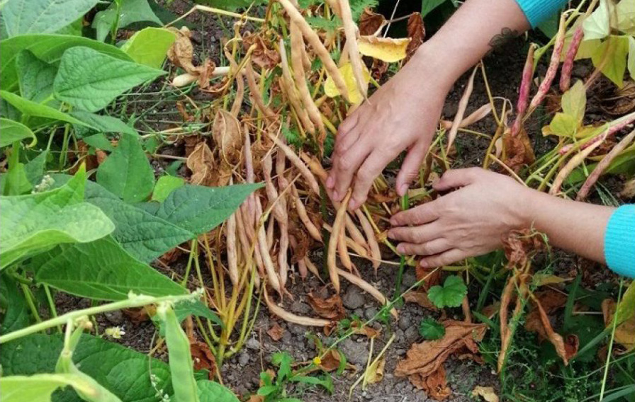 AgroPortal cecafa
