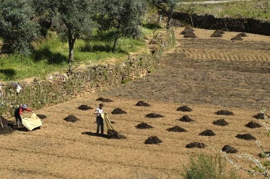 minha Terra CEFACA